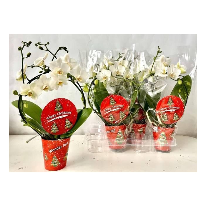<h4>Phalaenopsis White 9Ø 45cm 2st 14fl</h4>