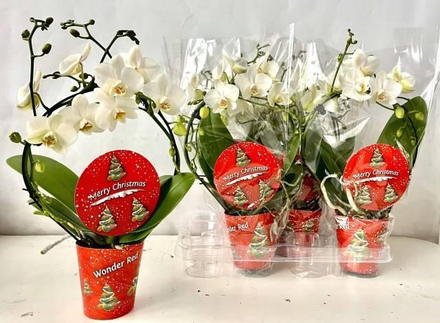 Phalaenopsis White 9Ø 45cm 2st 14fl