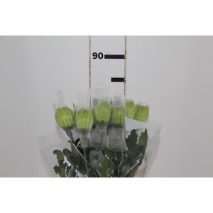 ANASTASIA DARK GREEN 080 CM VERDE