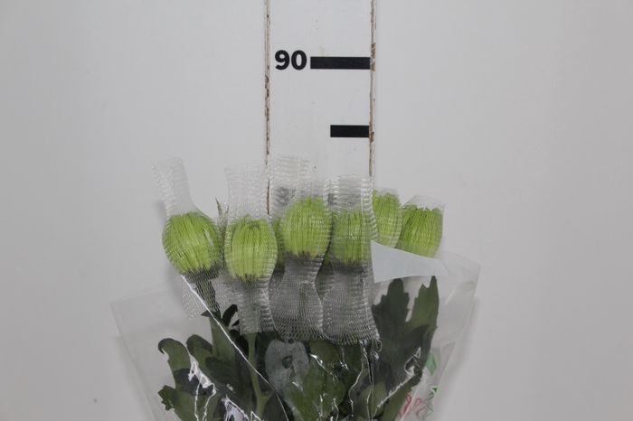 <h4>ANASTASIA DARK GREEN 080 CM VERDE</h4>