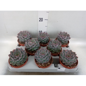 Echeveria  'Hercules'