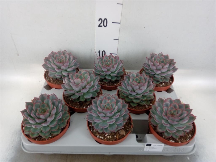 <h4>Echeveria  'Hercules'</h4>