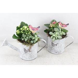 arr2 TD - Zink gieter - roze/wit