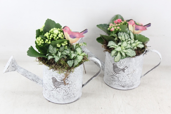 <h4>arr2 TD - Zink gieter - roze/wit</h4>