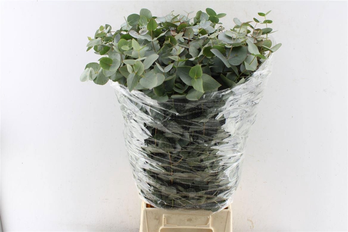 <h4>Euc Cinerea Per Bos</h4>