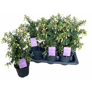 FUCHSIA MINIROSE