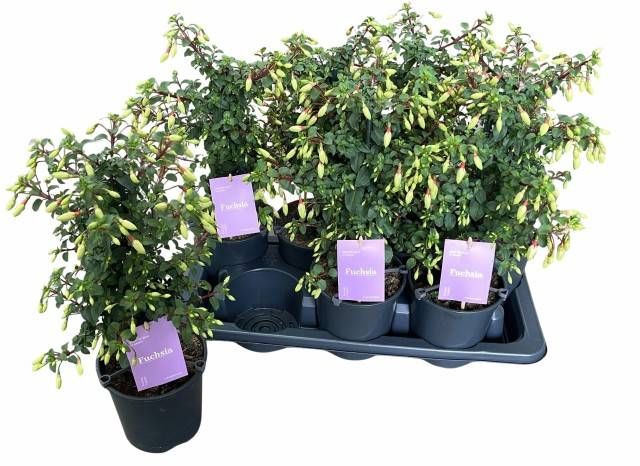 <h4>FUCHSIA MINIROSE</h4>