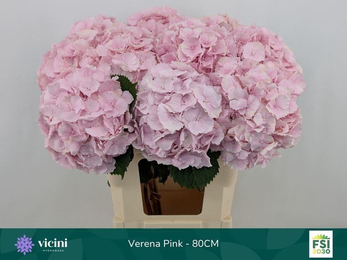<h4>HYDRANGEA  'VERENA'</h4>