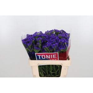 Limonium Crystal Dark Blue