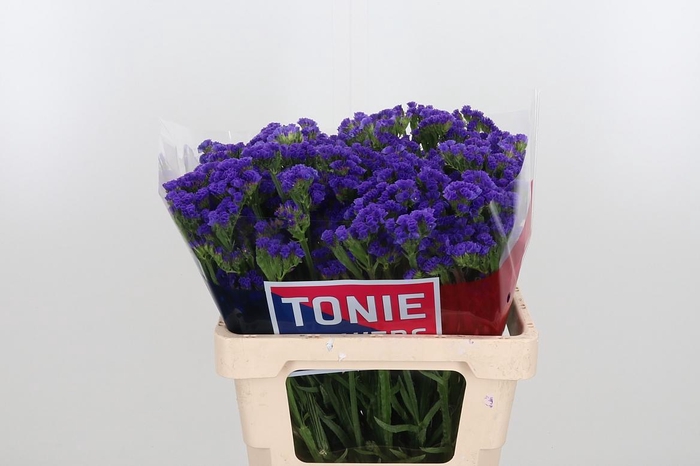 <h4>Limonium Crystal Dark Blue</h4>