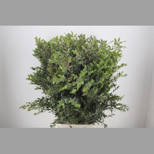 Euca Parvifolia 400gr P Bunch