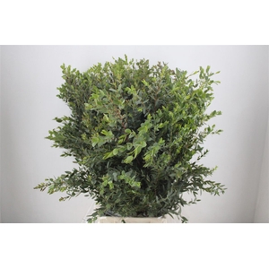 Euca Parvifolia 400gr P Bunch