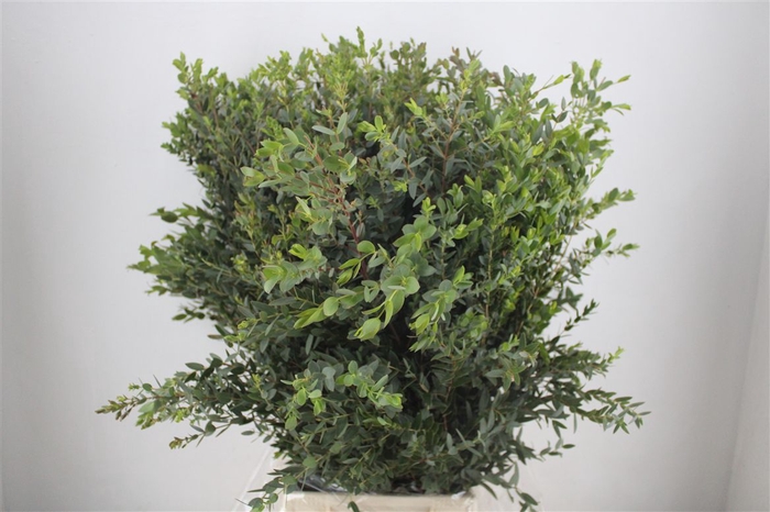<h4>Euca Parvifolia 400gr P Bunch</h4>