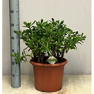 CRASS OVATA