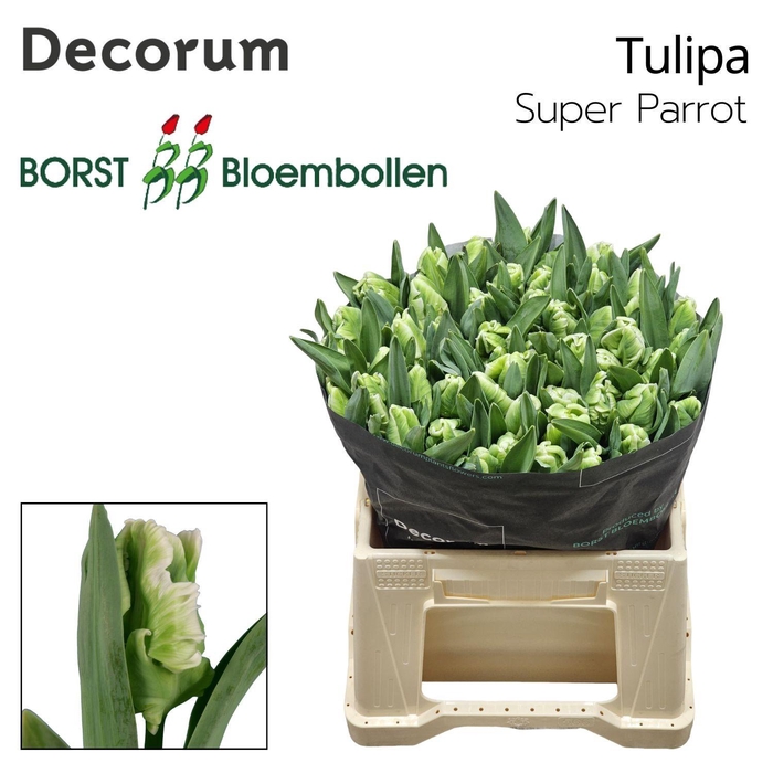 <h4>Tu Pa Super Parrot</h4>