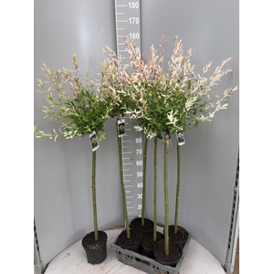 SALIX IN HAKURO NISH
