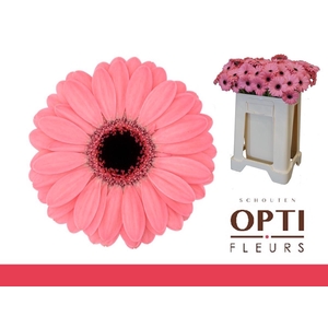 Germini Germini Jolie Water