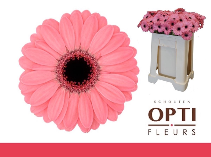 <h4>Germini Germini Jolie Water</h4>