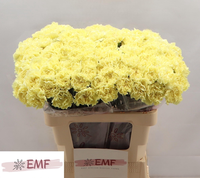 <h4>DI ST LUIZA</h4>