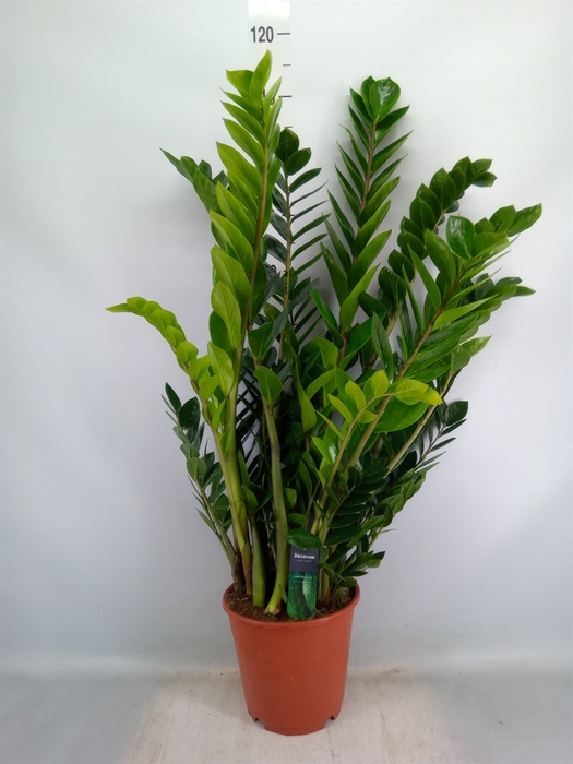 <h4>Zamioculcas zamiifolia</h4>