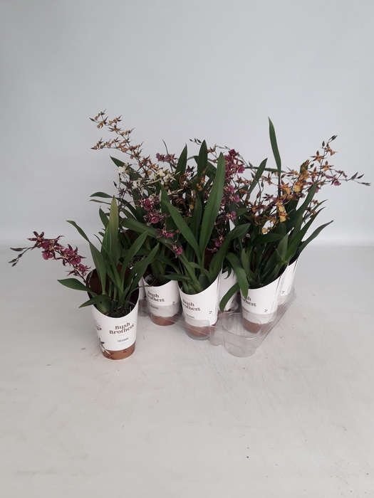 <h4>ONCIDIUM OV</h4>