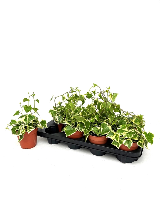 <h4>SENEC MACR VARIEG</h4>