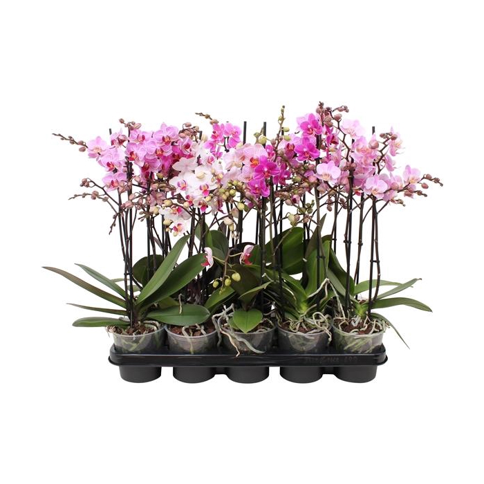 <h4>Phal. Multiflora 2-tak mix "Oh! etiket" 30+ vertakt 6 kleuren</h4>