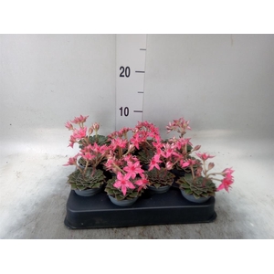 Graptopetalum tacitus