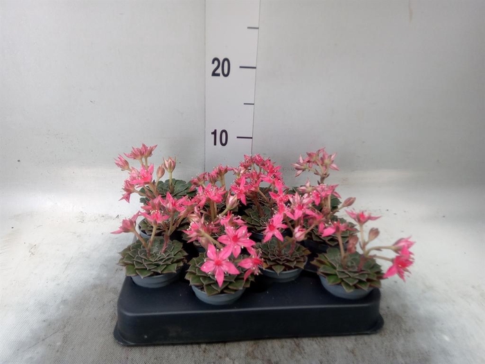 <h4>Graptopetalum tacitus</h4>