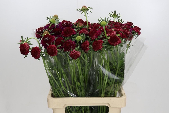 Scabiosa atropurpurea Focal Scoop Hot Pink