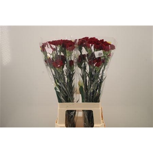 Di St Zurigo Bordeaux