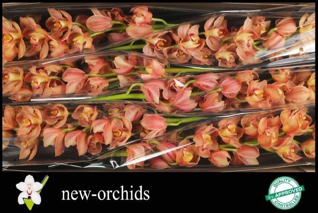 <h4>CYMB T TREASURE</h4>