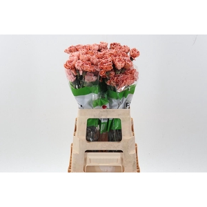 Di St Tinted Vintage