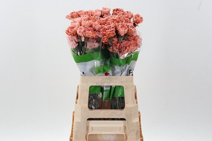 <h4>Di St Tinted Vintage</h4>