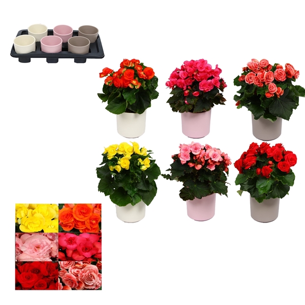 <h4>Begonia 13cm mix in keramiek gemengd</h4>