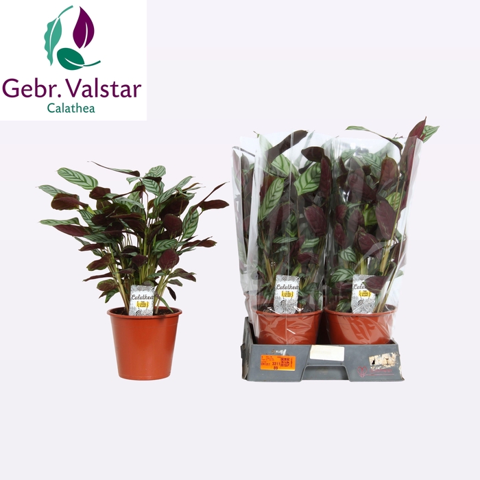 <h4>CTENANTHE COMPACTSTA</h4>