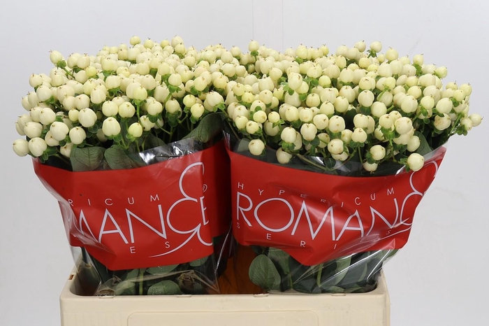 Hypericum Cool Romance