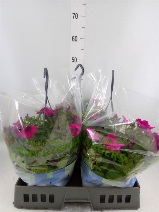 <h4>Petunia   ...</h4>