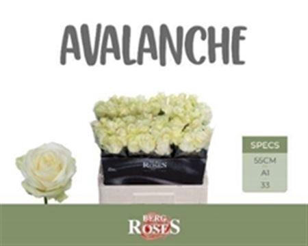 <h4>R Gr Avalanche+</h4>