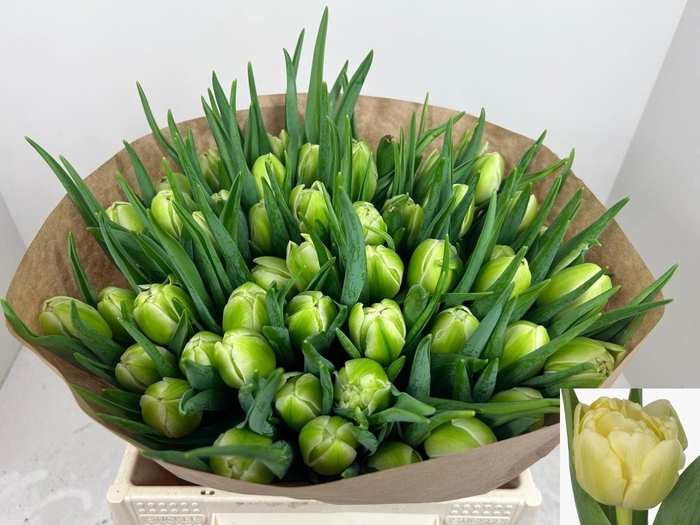 <h4>TU DU AVANT GARDE</h4>