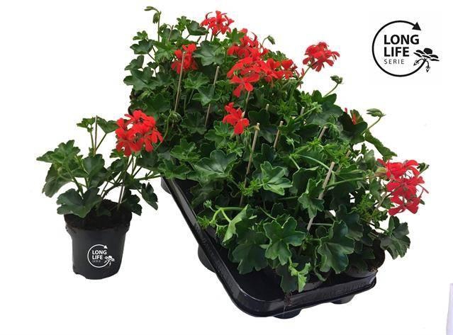 <h4>PEL PELT BALKON ROOD</h4>