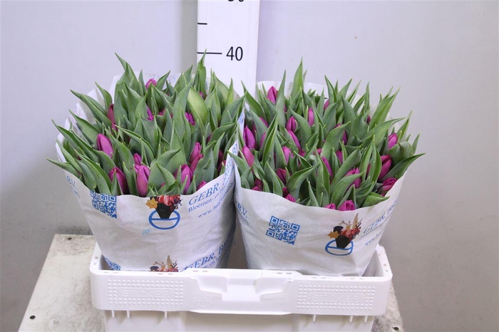 <h4>Tu En Purple Prince</h4>