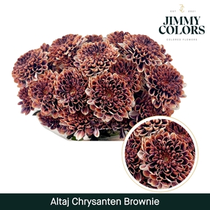 Chr T Altaj Brownie