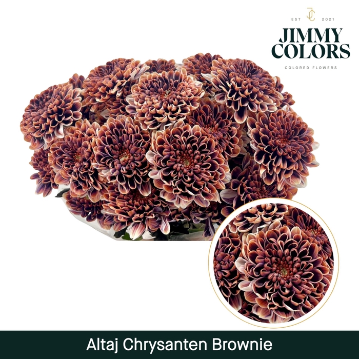<h4>Chr T Altaj Brownie</h4>