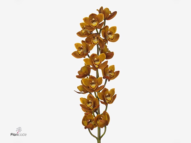 Cymbidium Westflor