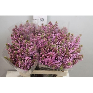 Syr R V Horstenst 2+