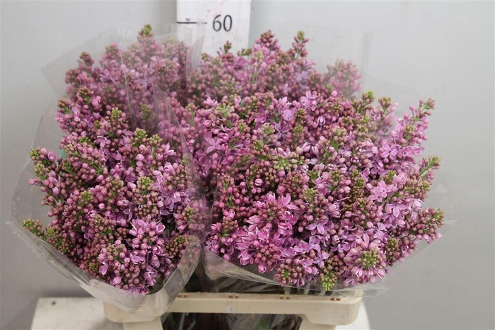 <h4>Syr R V Horstenst 2+</h4>