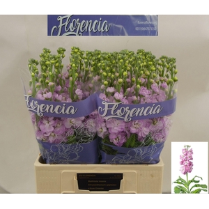 MATTHIOLA INCANA 'MATHILDA PINK'