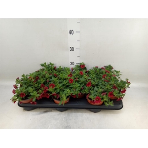 Calibrachoa  'Minifam Dk Red'
