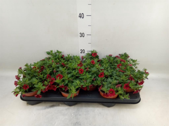 <h4>Calibrachoa  'Minifam Dk Red'</h4>